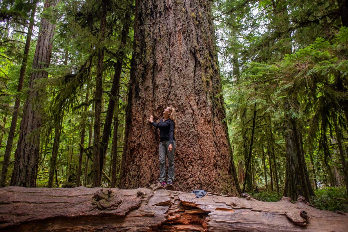 Bailey looks up at a huge tree in Cathedral Grove, Vancouver Island