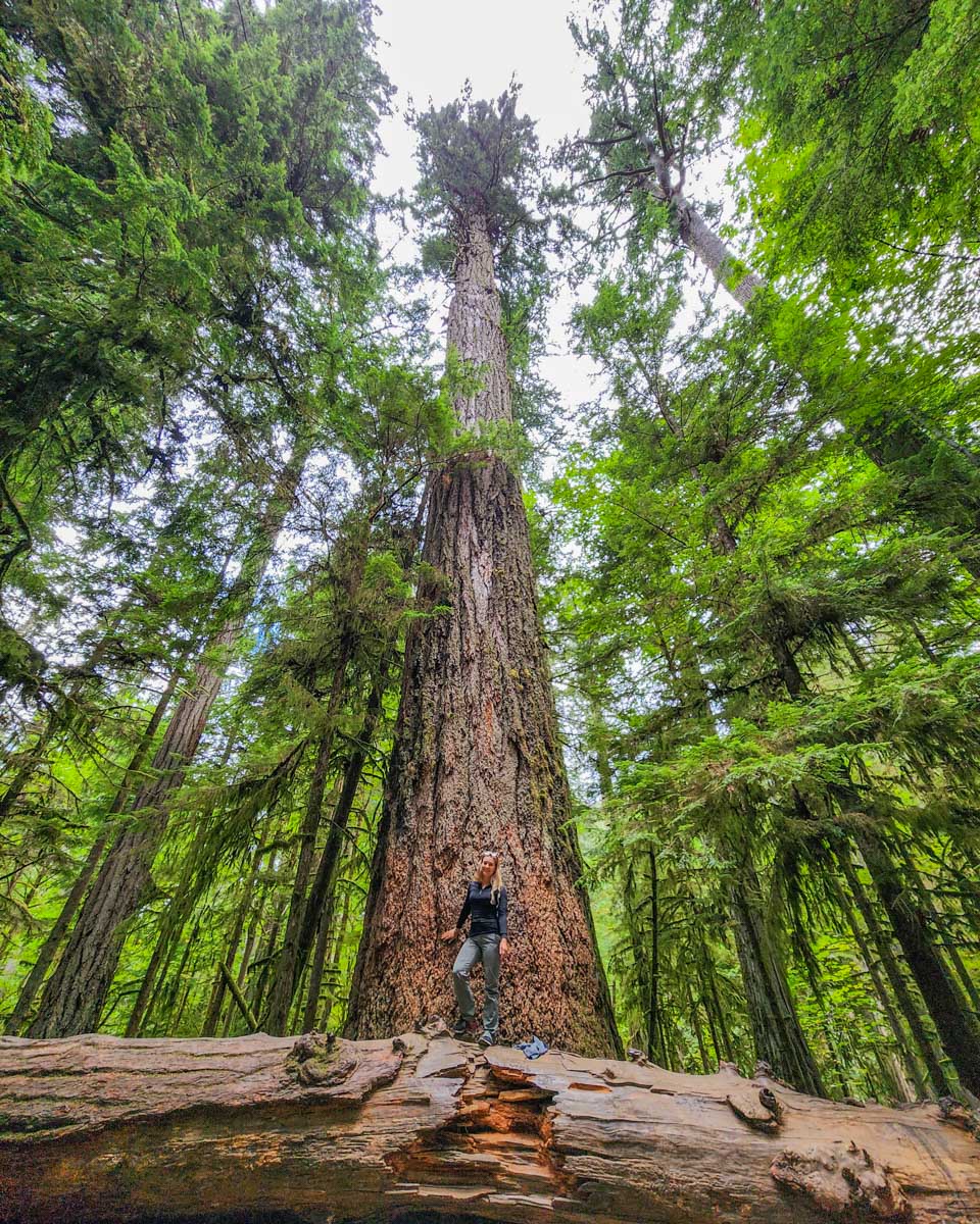 Bailey poses for a photo with the tallest tree at Cathedral Grove, Canada