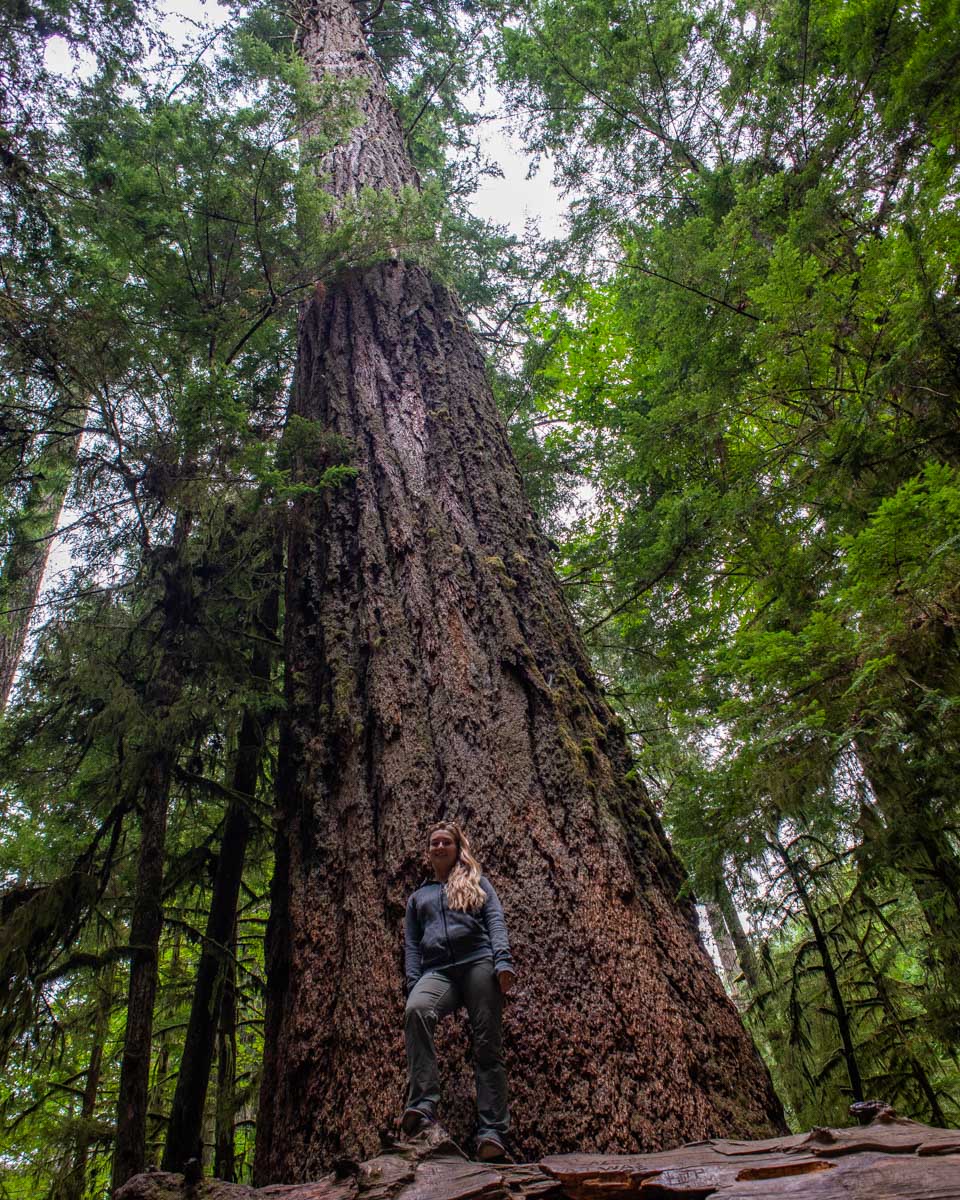 Bailey stands next to the tallest tree in Cathedral Grove, Canada