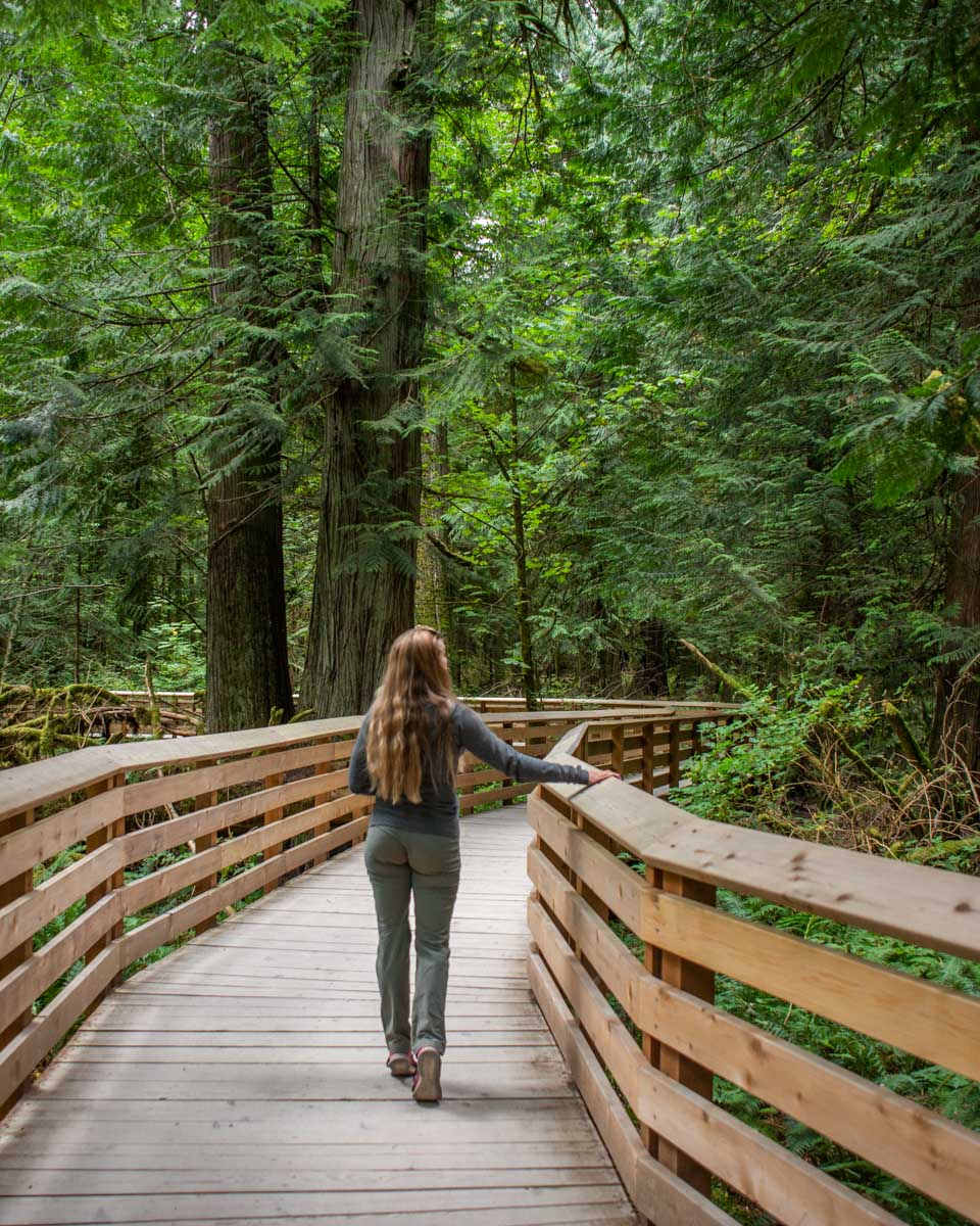 Bailey walks along a boardwalk enjoying the trees at Cathedral Grove, Vancouver Island