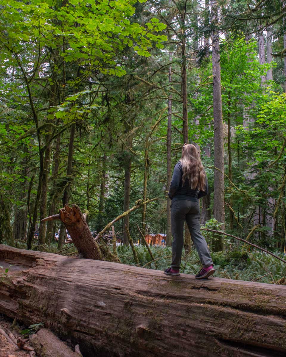 Bailey walks on an old tree that has fallen in Cathedral Grove, Vancouver Island