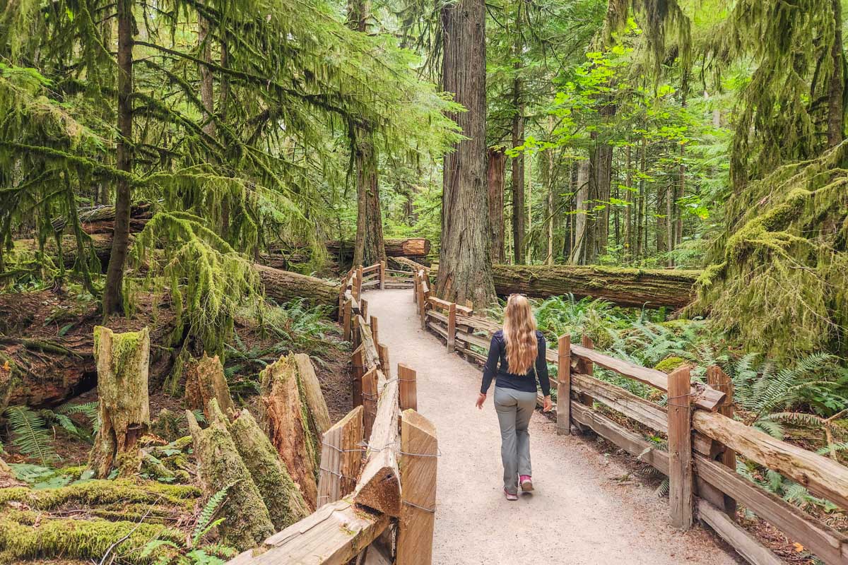 Bailey walks the boardwalk of Cathedral Grove, Canada