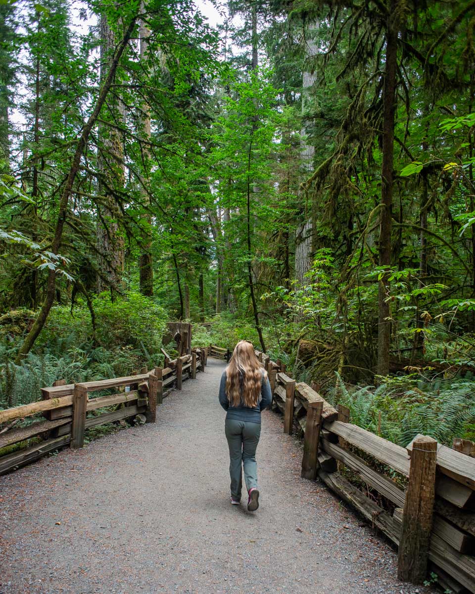 Bailey walks through Cathedral Grove in Canada