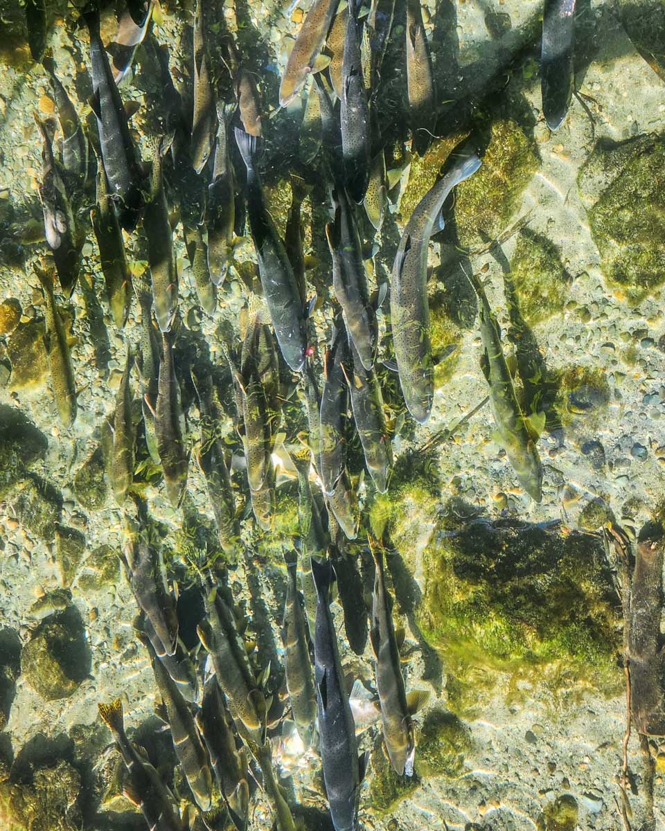 Fish swim at Quinsam River Hatchery