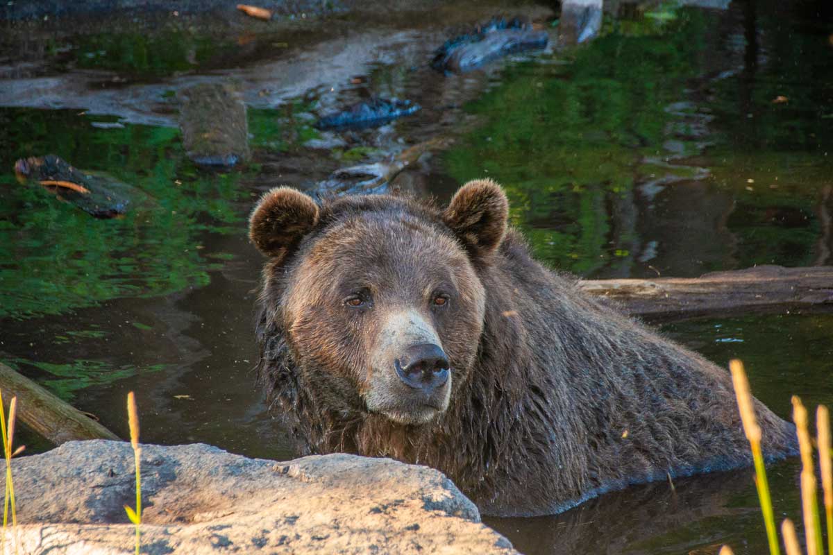 Grinder the bear at Grouse Mountain, Vancouver in his enclosure