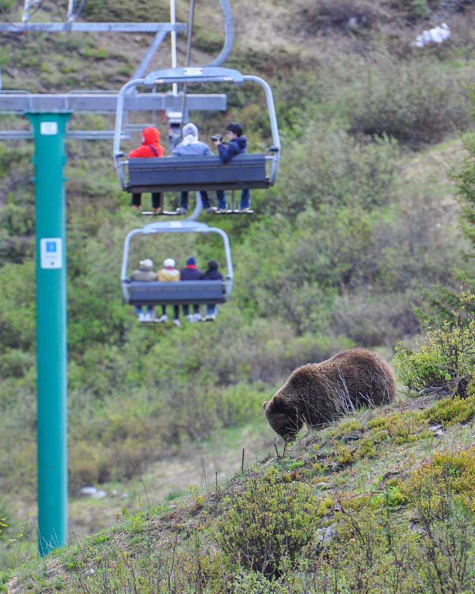 Lake Louise Gondola travels over a bear