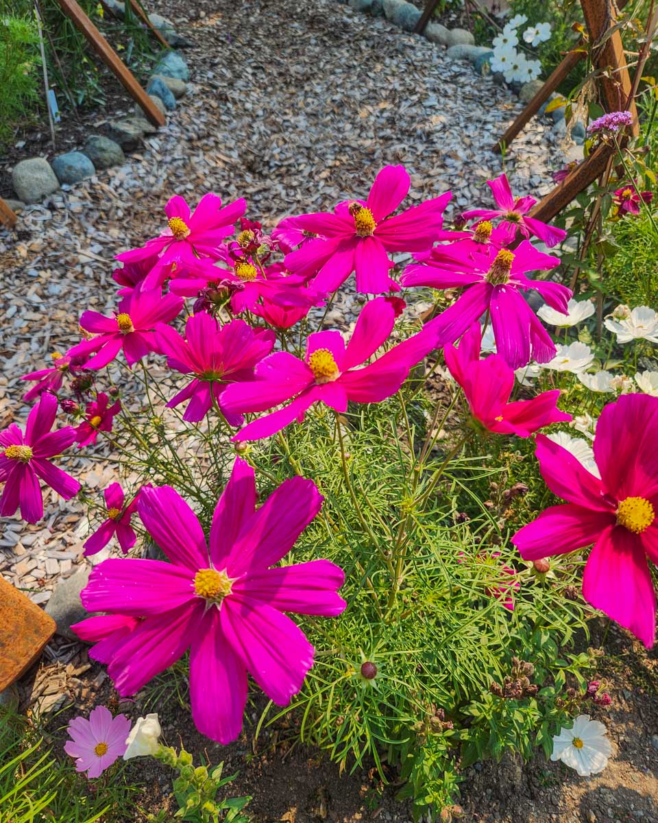 Pink flowers at The Butchart Gardens