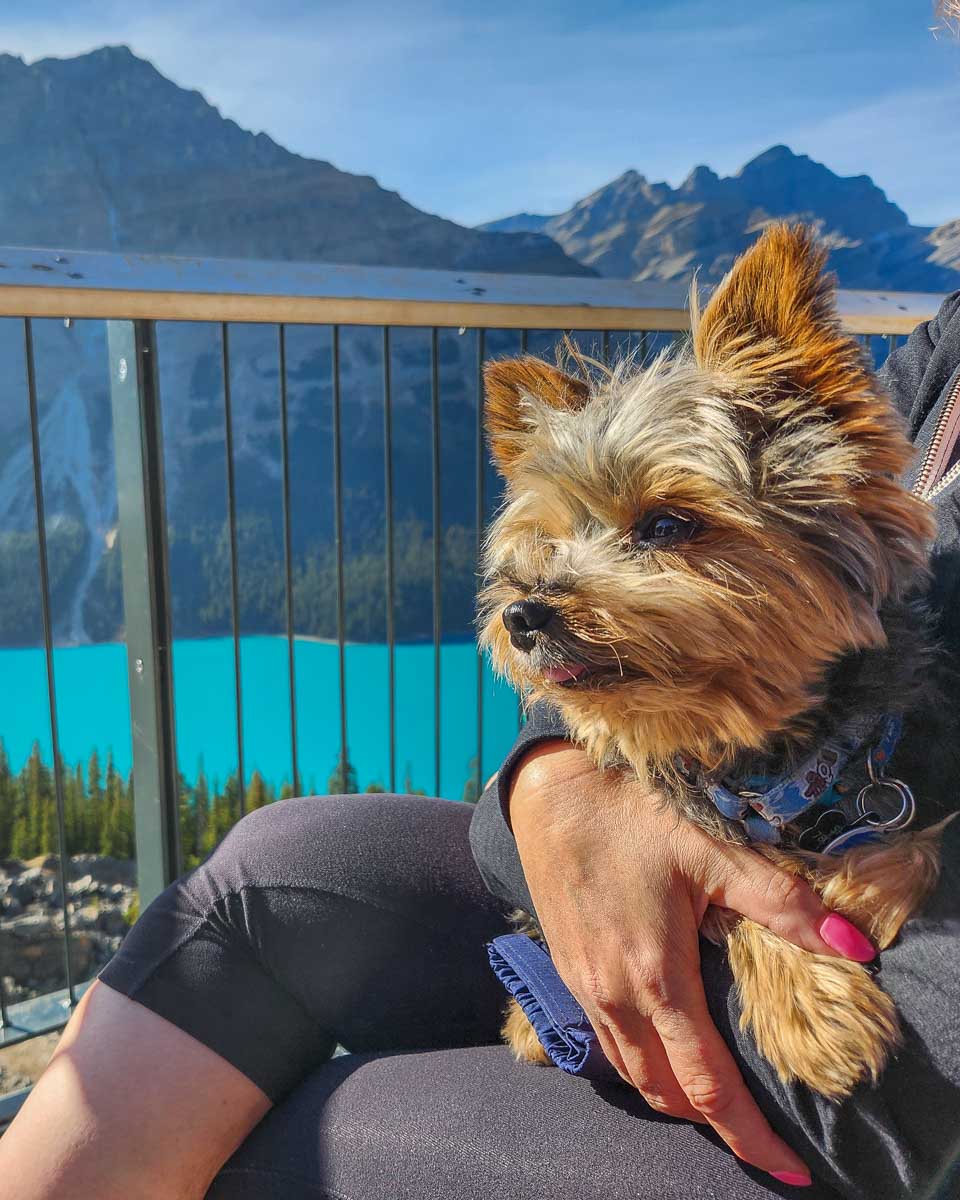 Rex enjoys Peyto Lake Viewpoint in Banff National Park, Canada