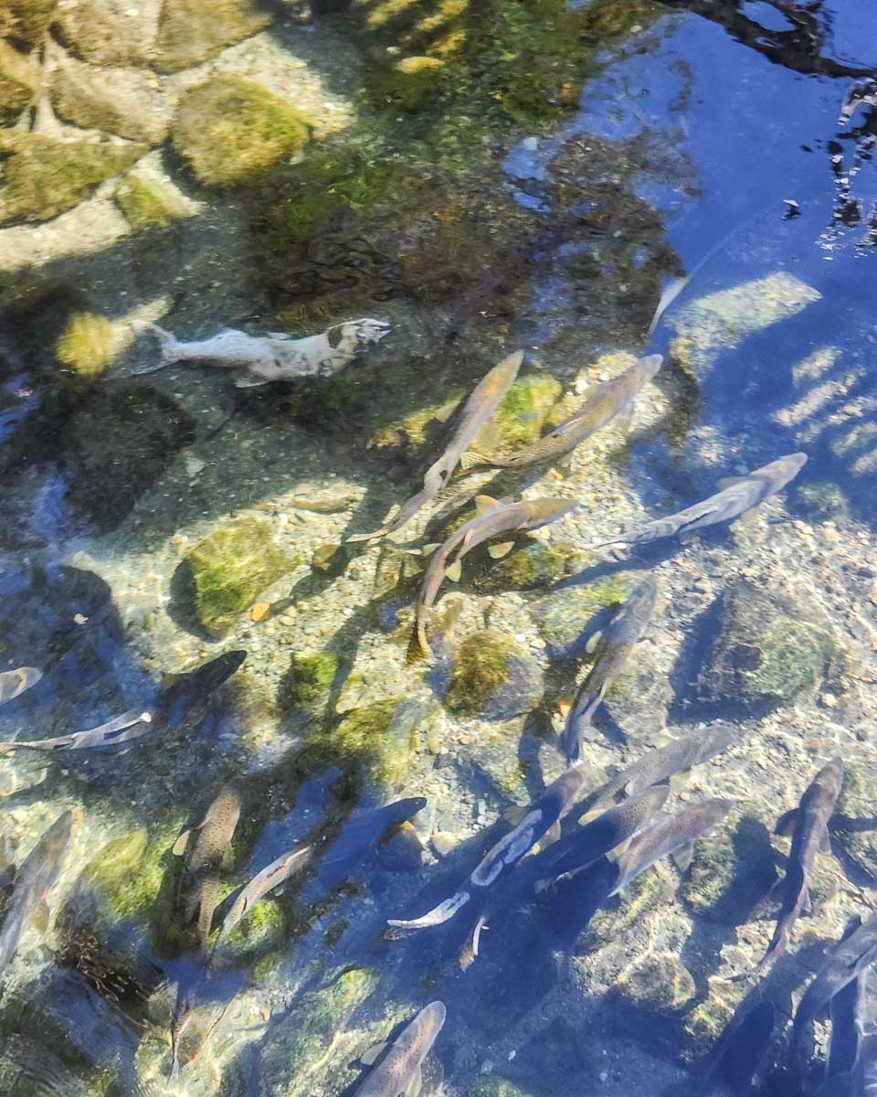 Salmon swim at Quinsam River Hatchery on Vancouver Island