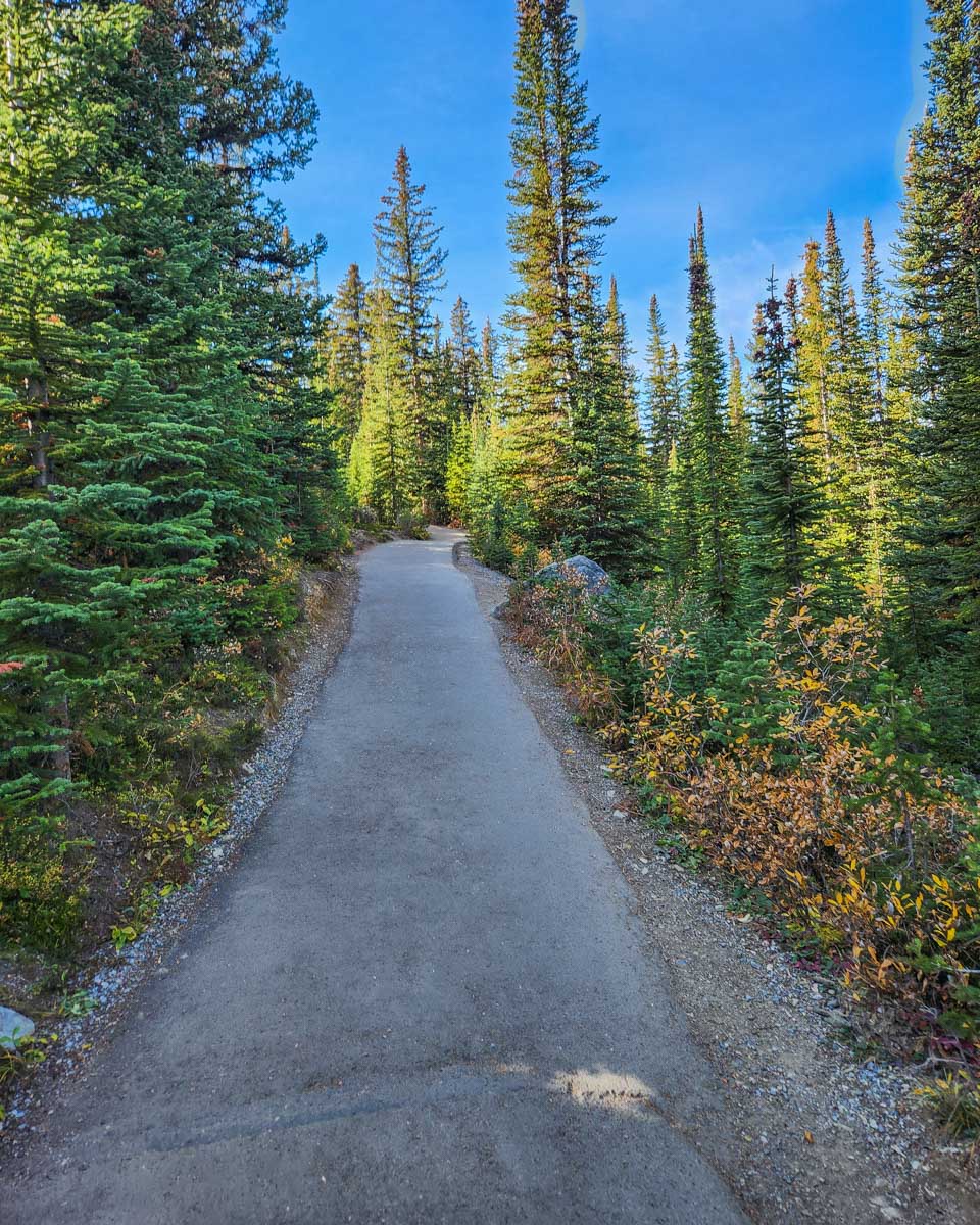 The path to Peyto Lake Viewpoint in Banff National Park, Canada