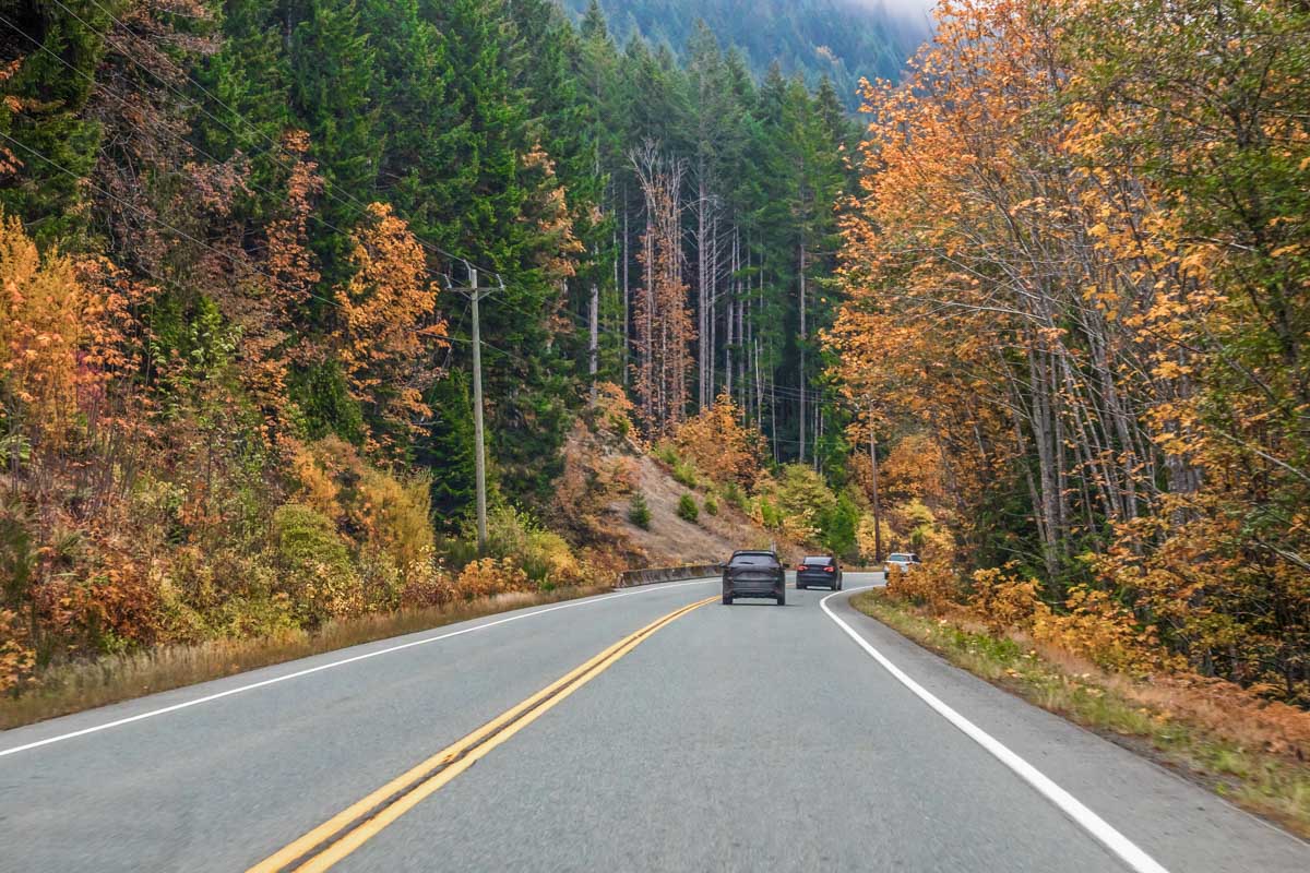 the road with fall colored trees on wither side on the drive to Tofino