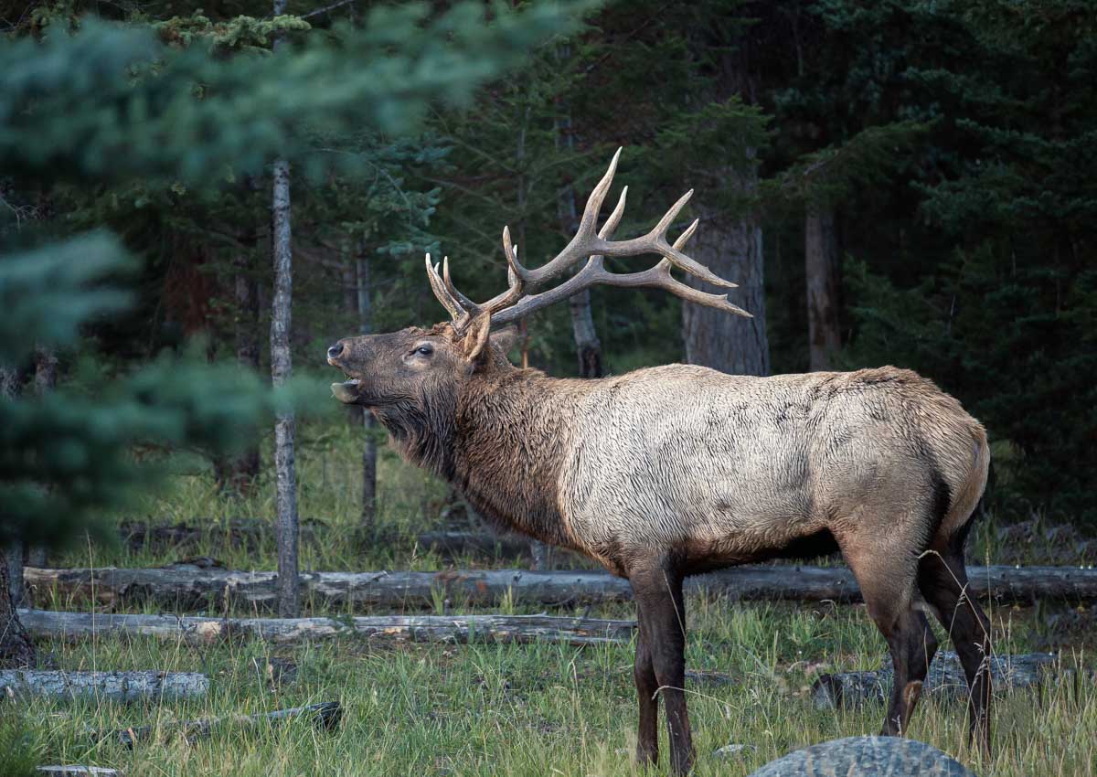 Elk seen in Banff National Park