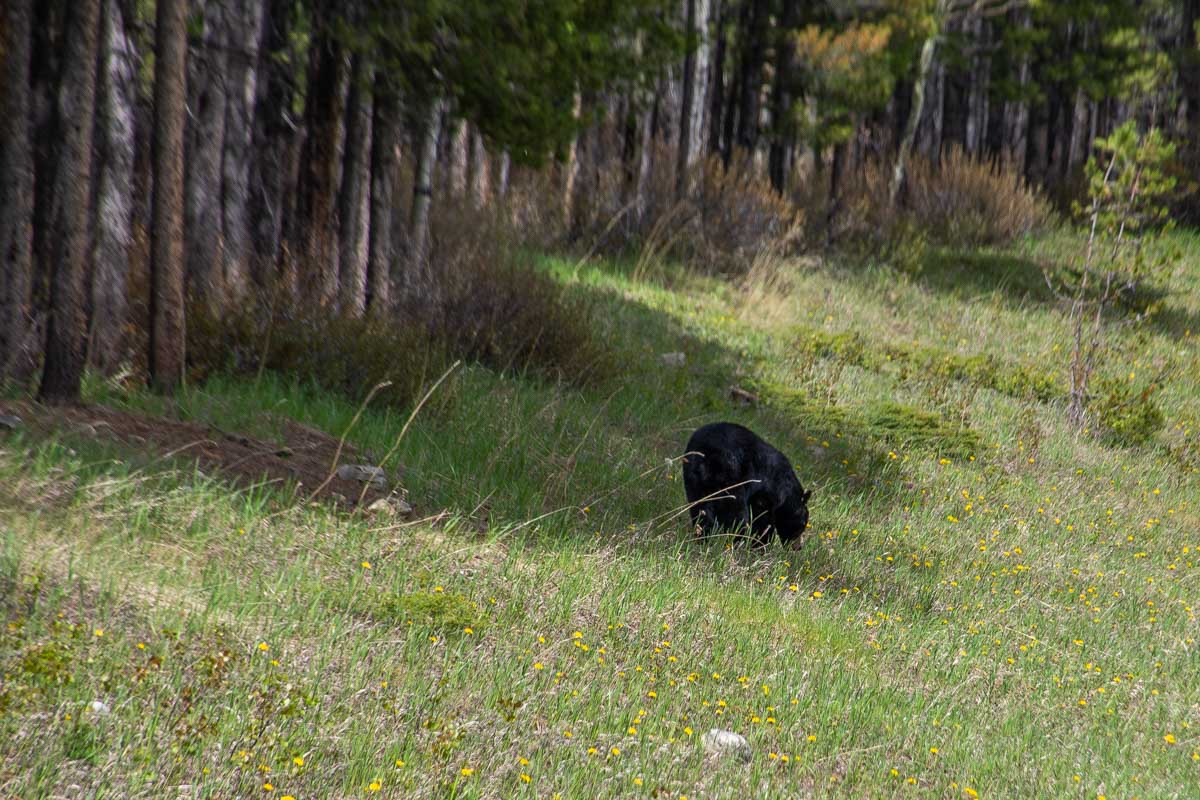 A black bear in Jasper National Park, Canada
