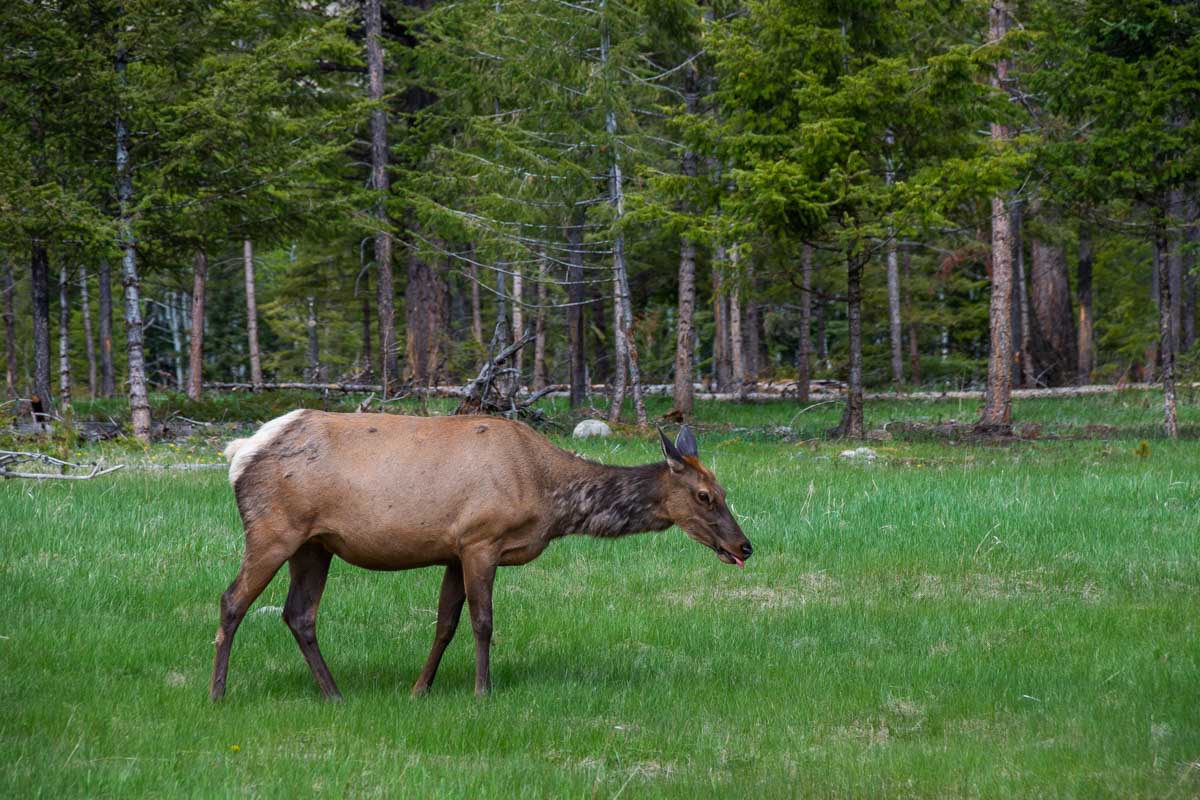A female Elk in Jasper National Park