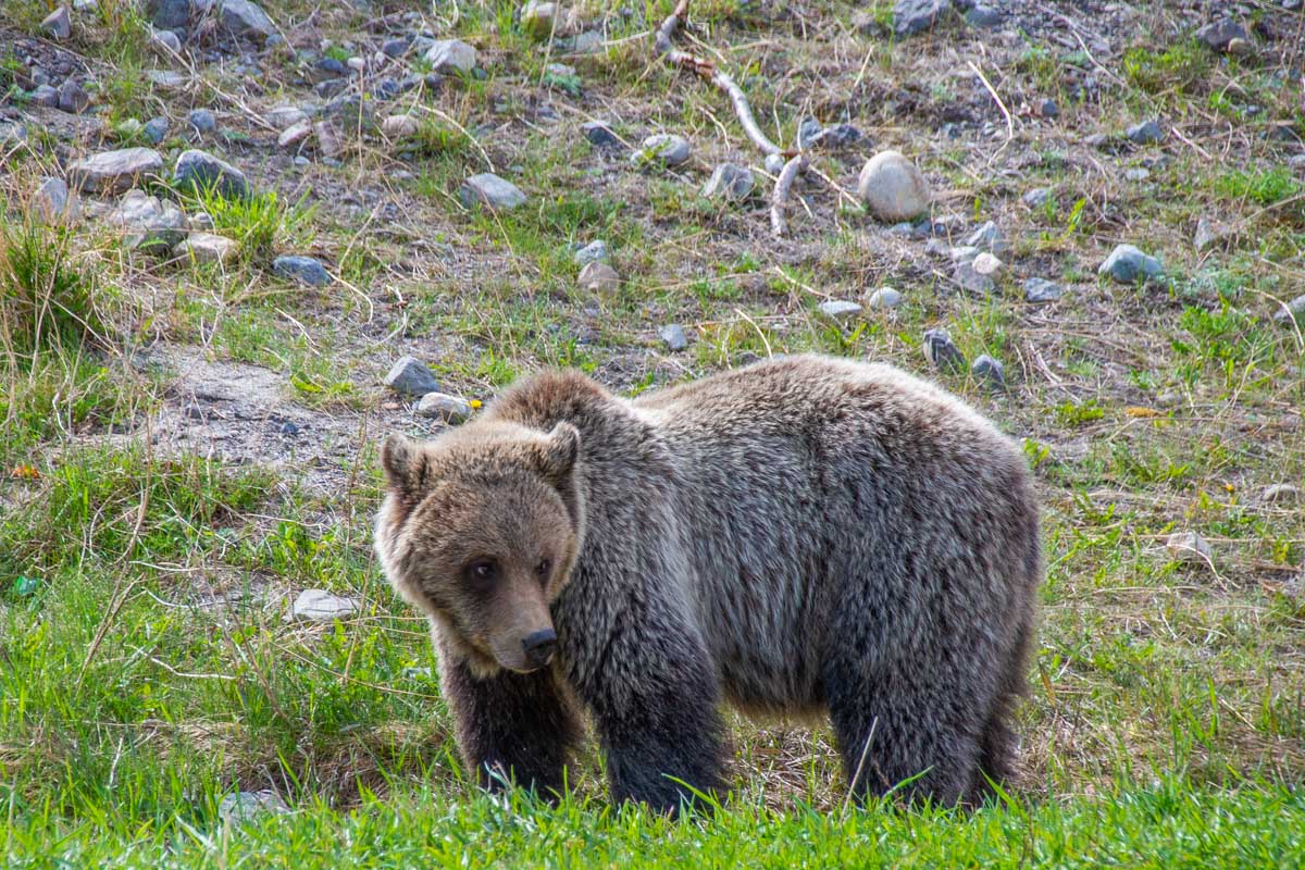 A grizzly bear looks around in Jasper National Park