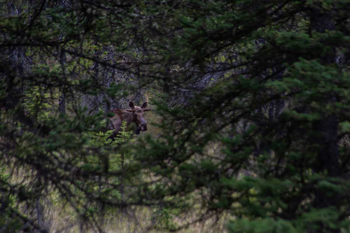 A moose hidden by trees in Jasper National Park on a wildlife tour