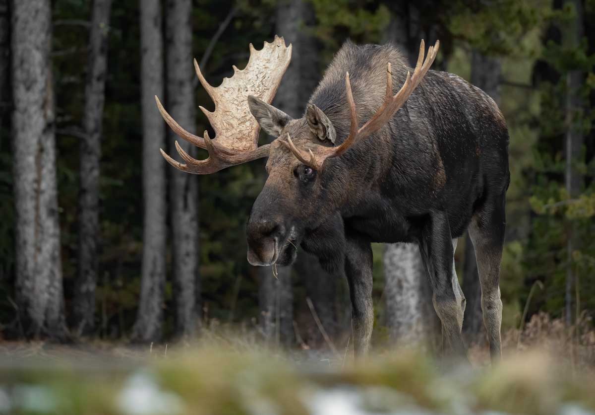 A moose walks through the forrest in Banff National Park Canada as seen on a wildlife tour