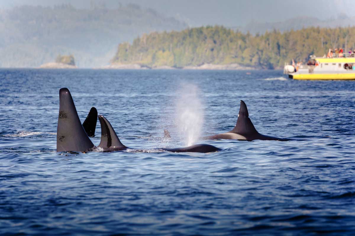 A pod of Orca swim off the costa of British Columbia, Canada