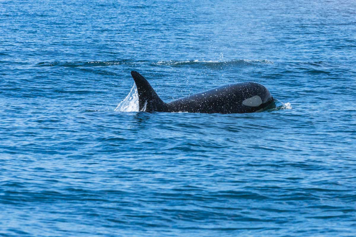 An orca swims through the water off the coast of British Columbia