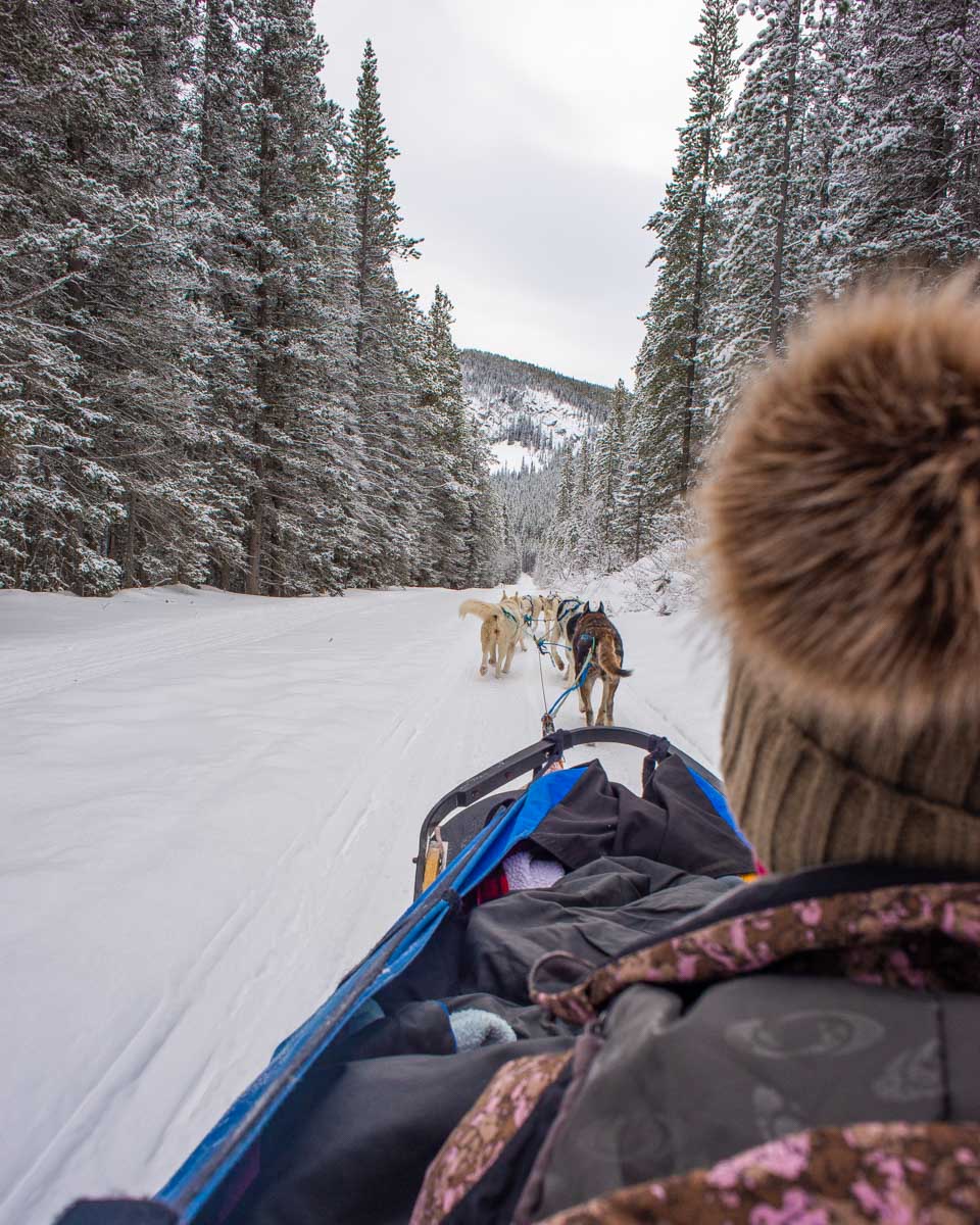 Bailey dog sledding in Canmore