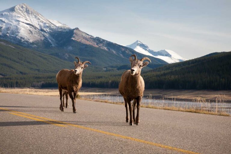 Big horn sheep walk along the road on the way to Maligne Lake in Jasper National Park