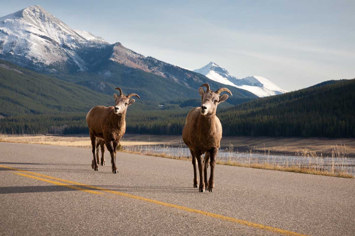 Big horn sheep walk along the road on the way to Maligne Lake in Jasper National Park