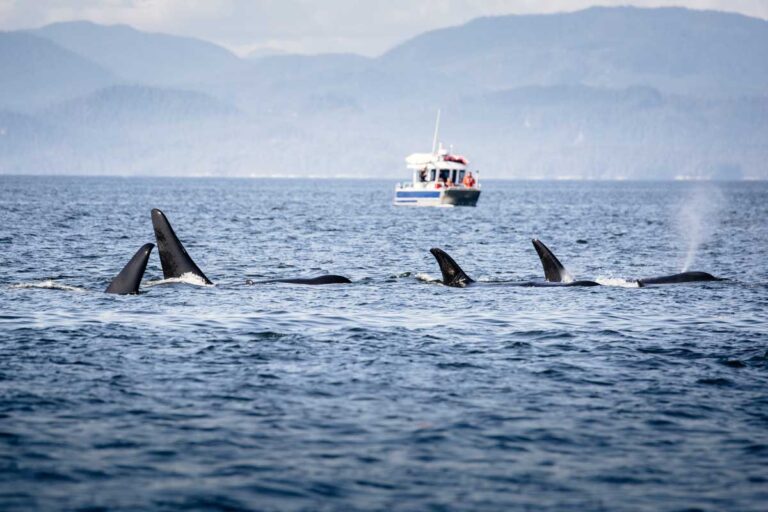 Boats look on as a pod of orca swim in the coastal waters of British Columbia near Victoria and Vancouver