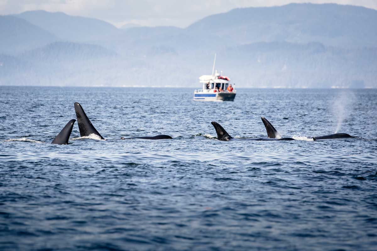 Boats look on as a pod of orca swim in the coastal waters of British Columbia near Victoria and Vancouver