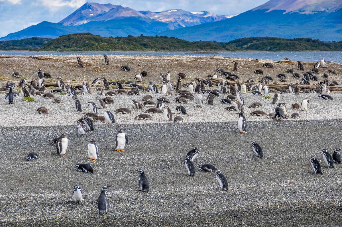 Penguin colony in the Beagle Channel