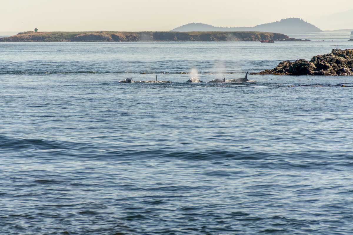 Pod of small orca swim in the distance on a tour from Victoria, BC