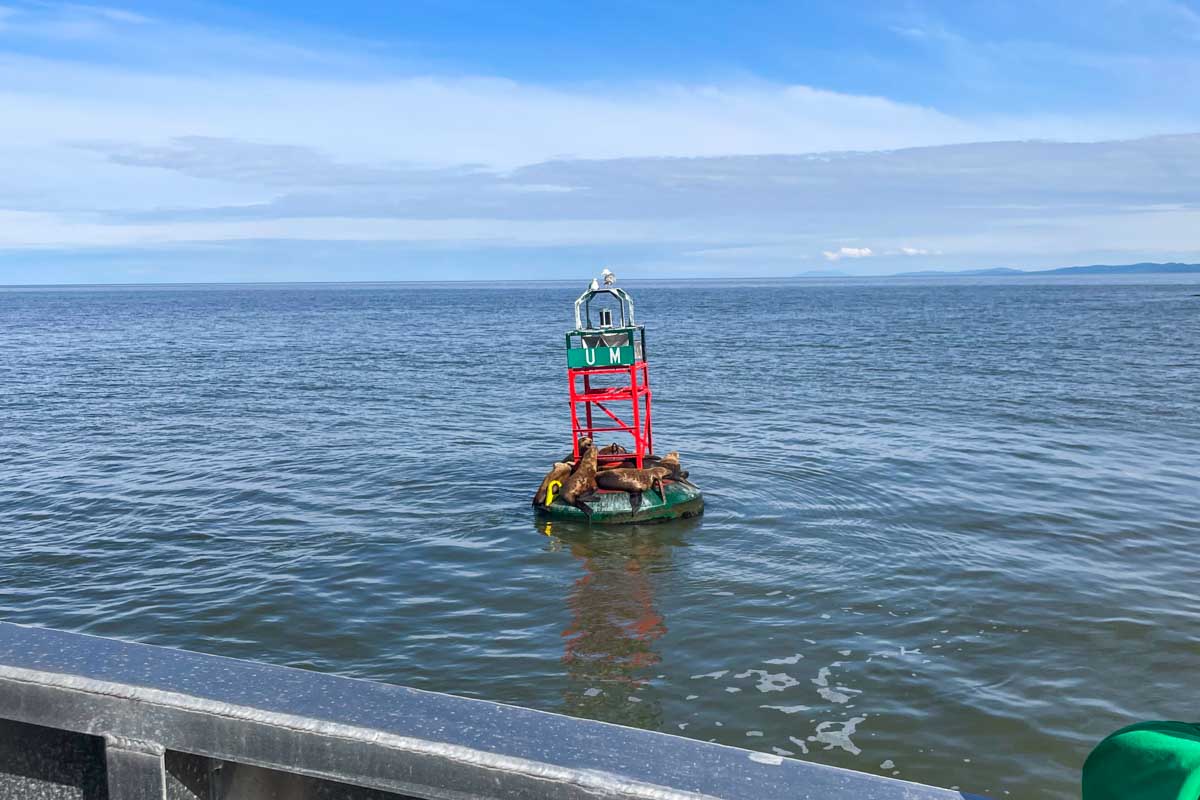 Seals on a floating light out at sea in British Columbia while on a whale watching tour