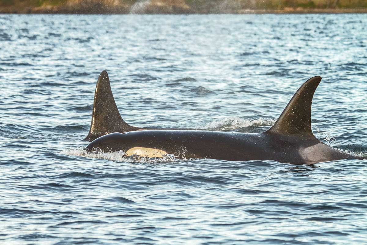 Two Orca swim off the coast of British Columbia near Victoria and Vancouver on a tour