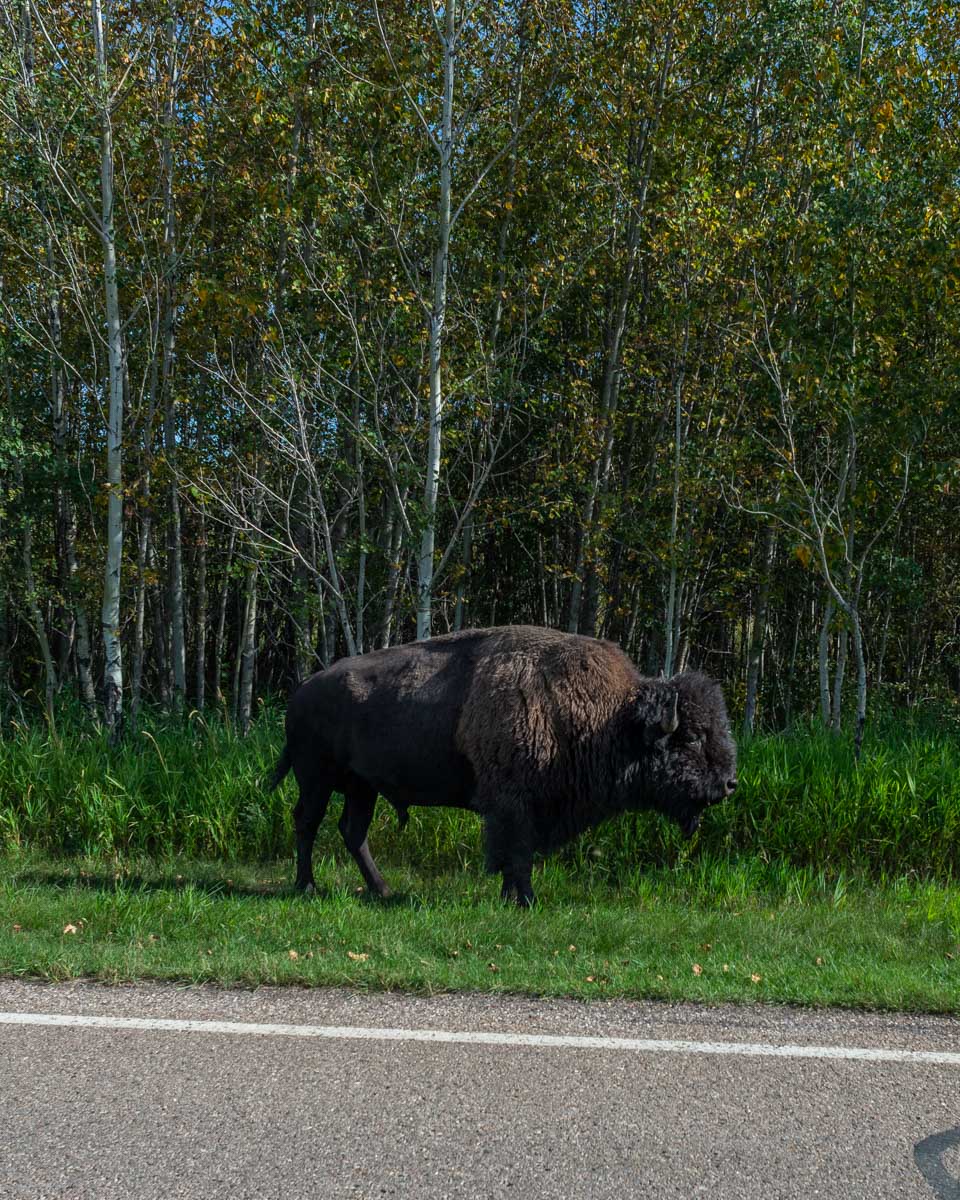 A bison in Explore Elk Island National Park near Edmonton, Alberta
