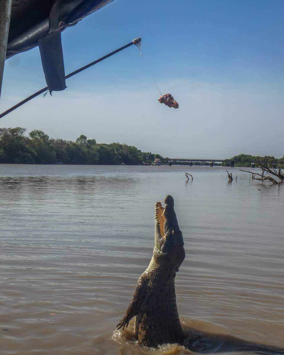 A crocodile leaps from the water on a jumping crocodile cruise in Darwin