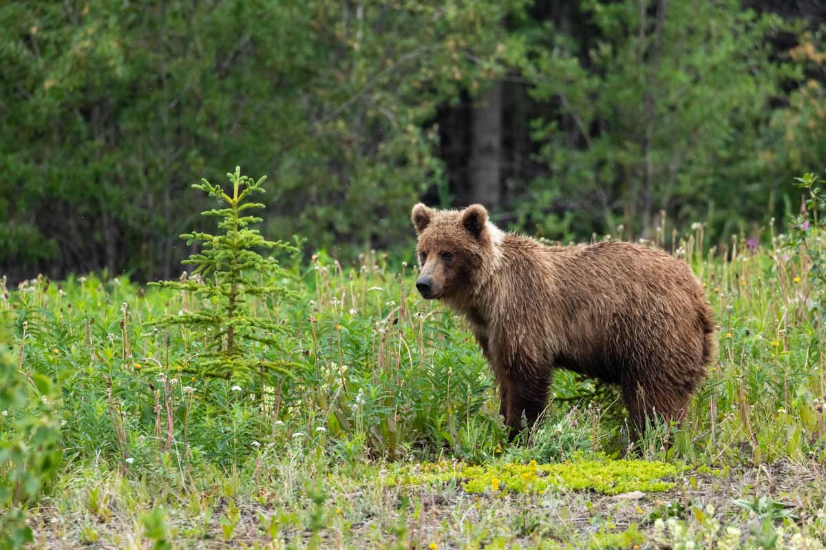 A young grizzly bear along the roadside grass on the Bow Valley Parkway in Banff