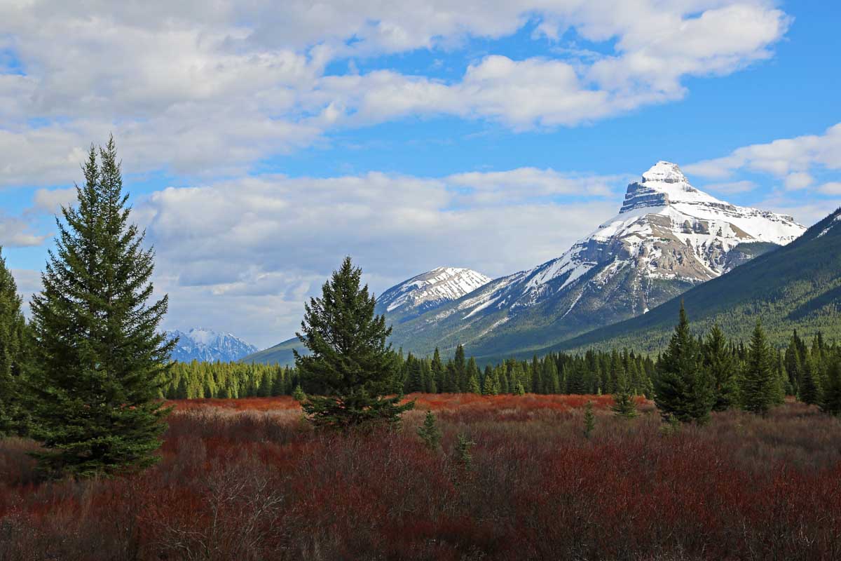 Scenic views of an open field and snow capped mountains at Moose Meadows along the Bow Valley Parkway