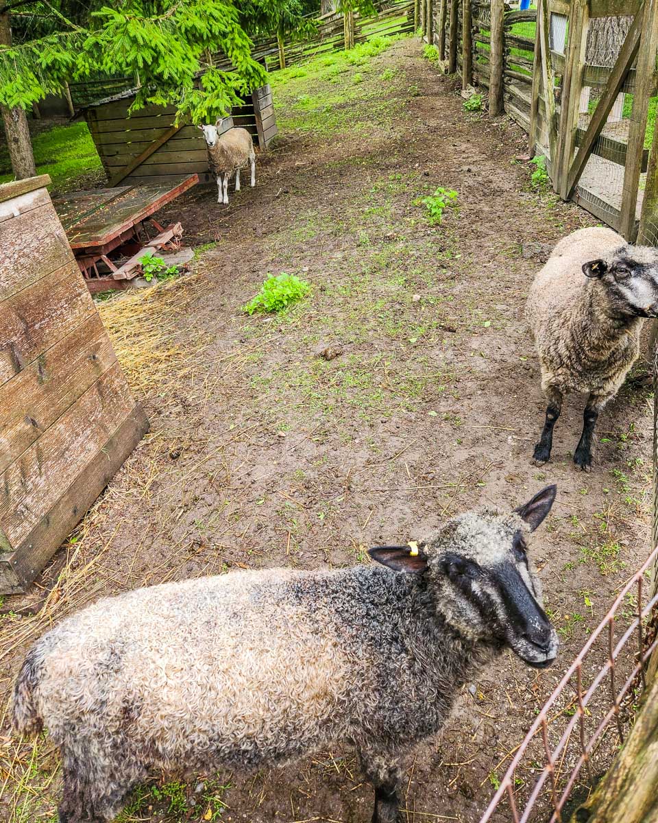 Sheep at Riverdale Farm in Toronto