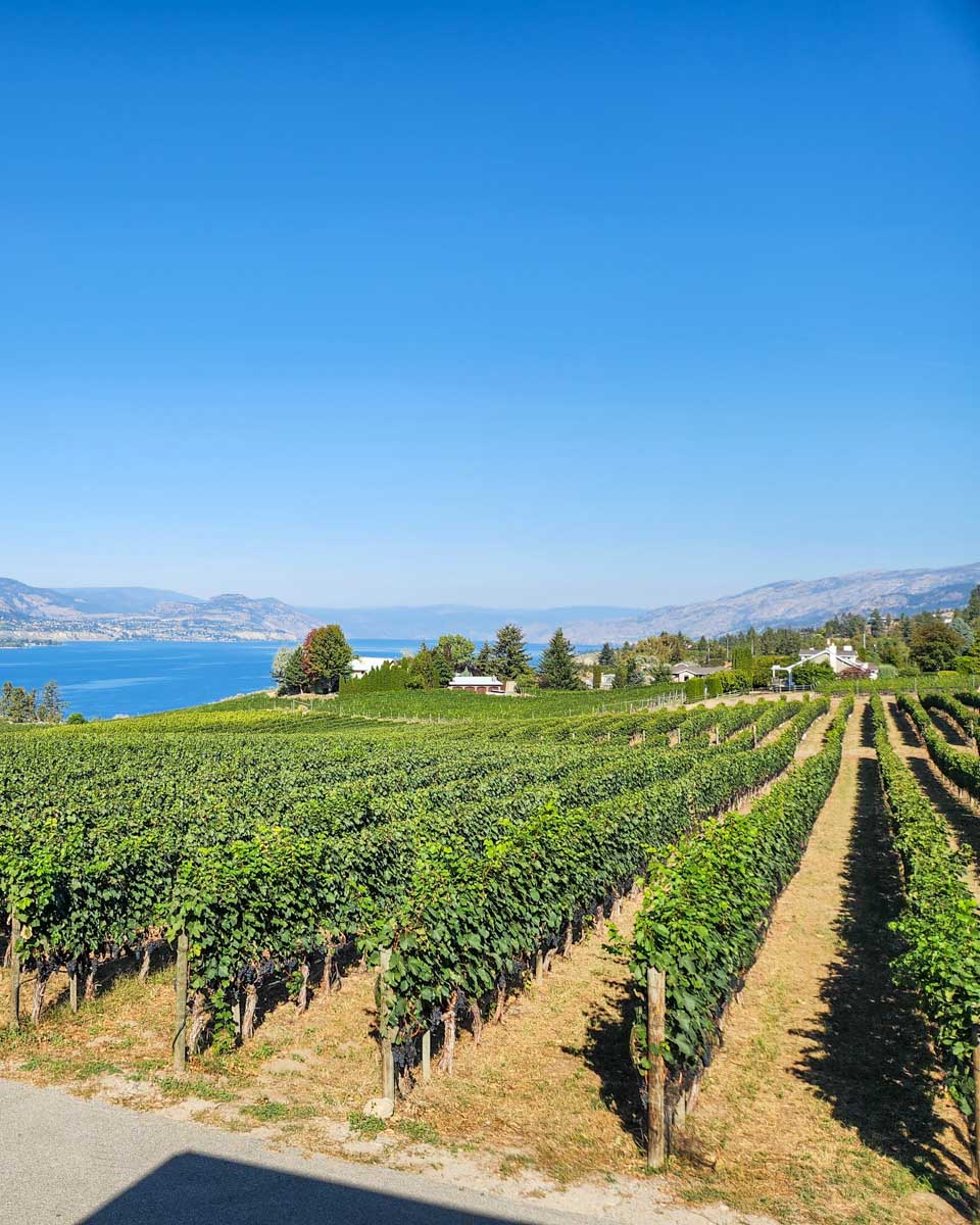 Sprawling vines at a winery in Naramata Bench, Penticton