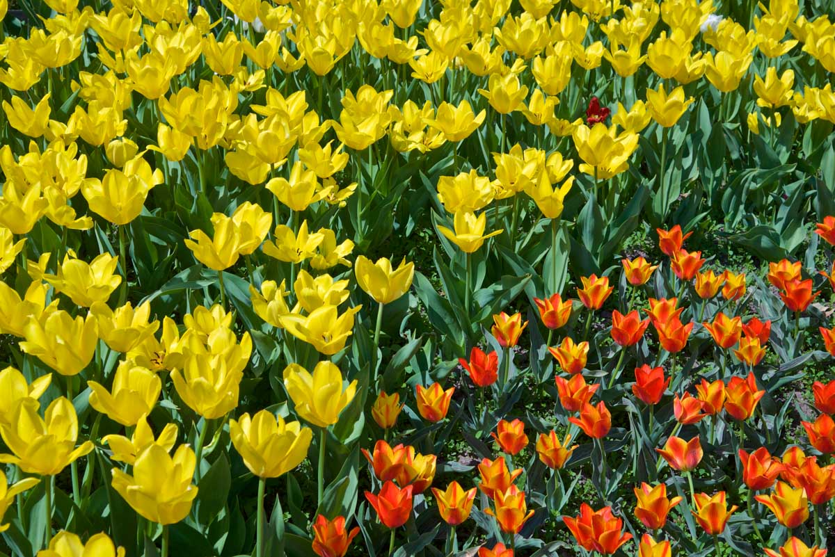 Tulips at the Toronto Botanical Garden