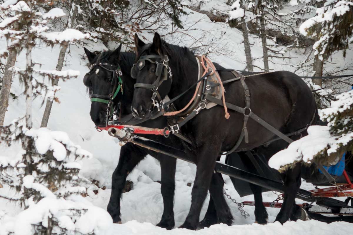 A sleigh ride in Banff