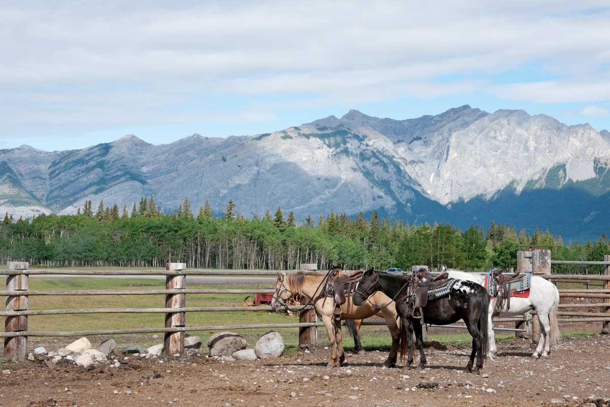Horses at a stable before our tour in Banff National Park