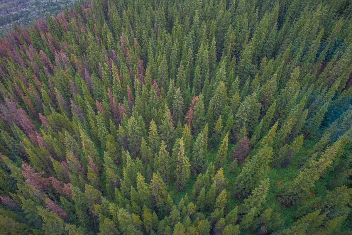 View of the trees as we travel up the Jasper Skytram in Jasper National Park