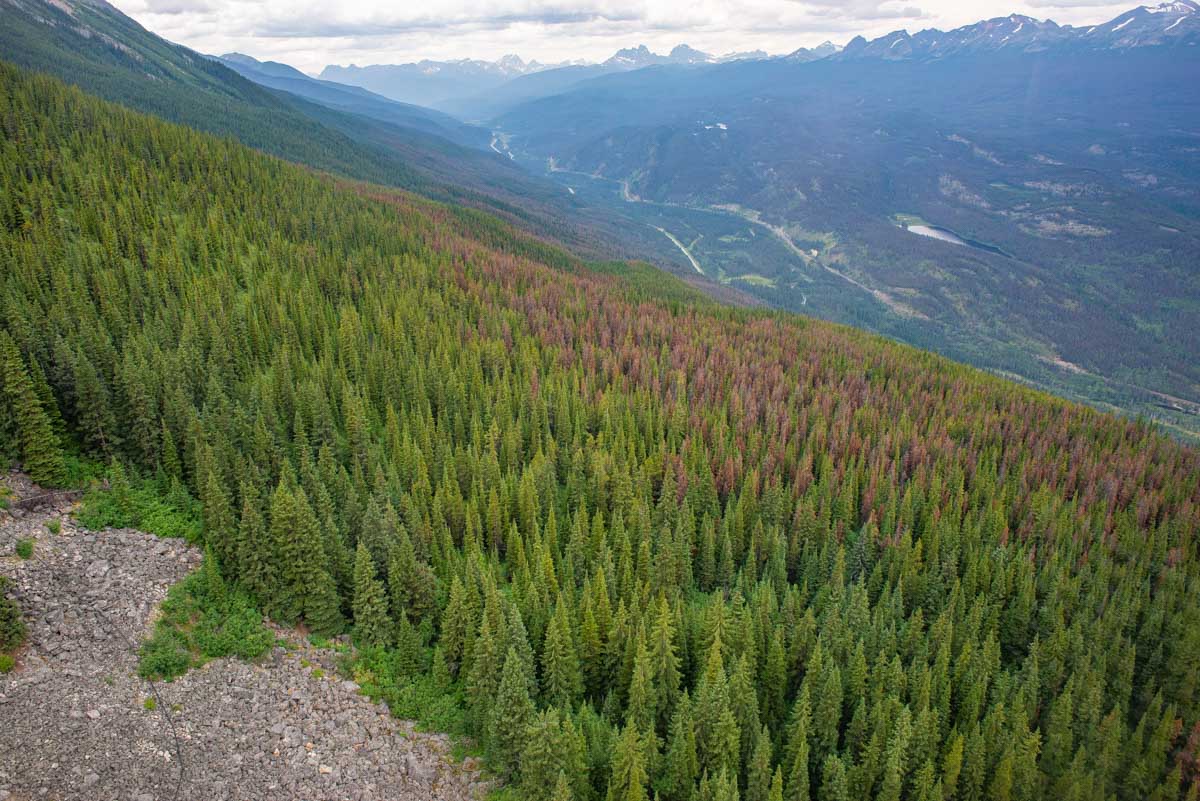 View out the window of the Jasper Skytram around halfway up