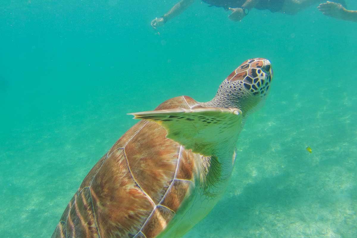 A turtle swims past people at Akumal Beach in Mexico