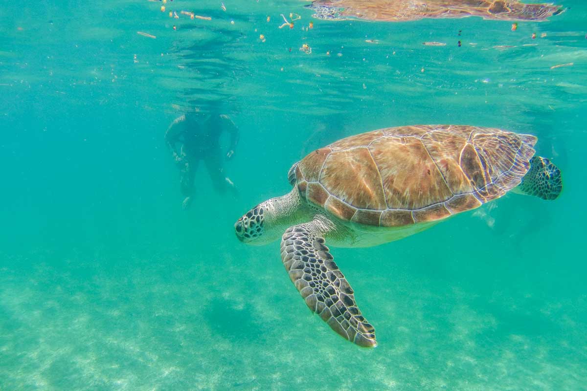 A turtle swims past snorkelers at Akumal Beach in Mexico