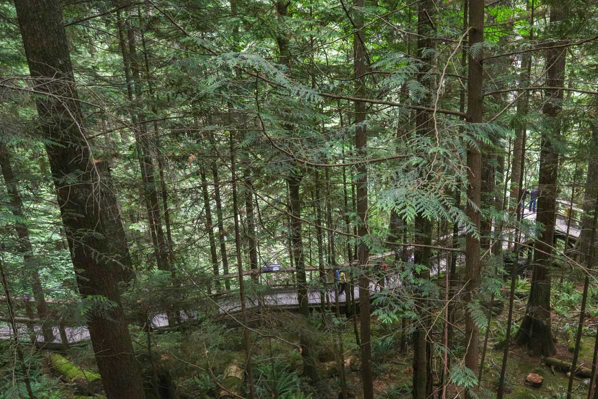 A walkway through the trees at Capilano Suspension Bridge in Vancouver