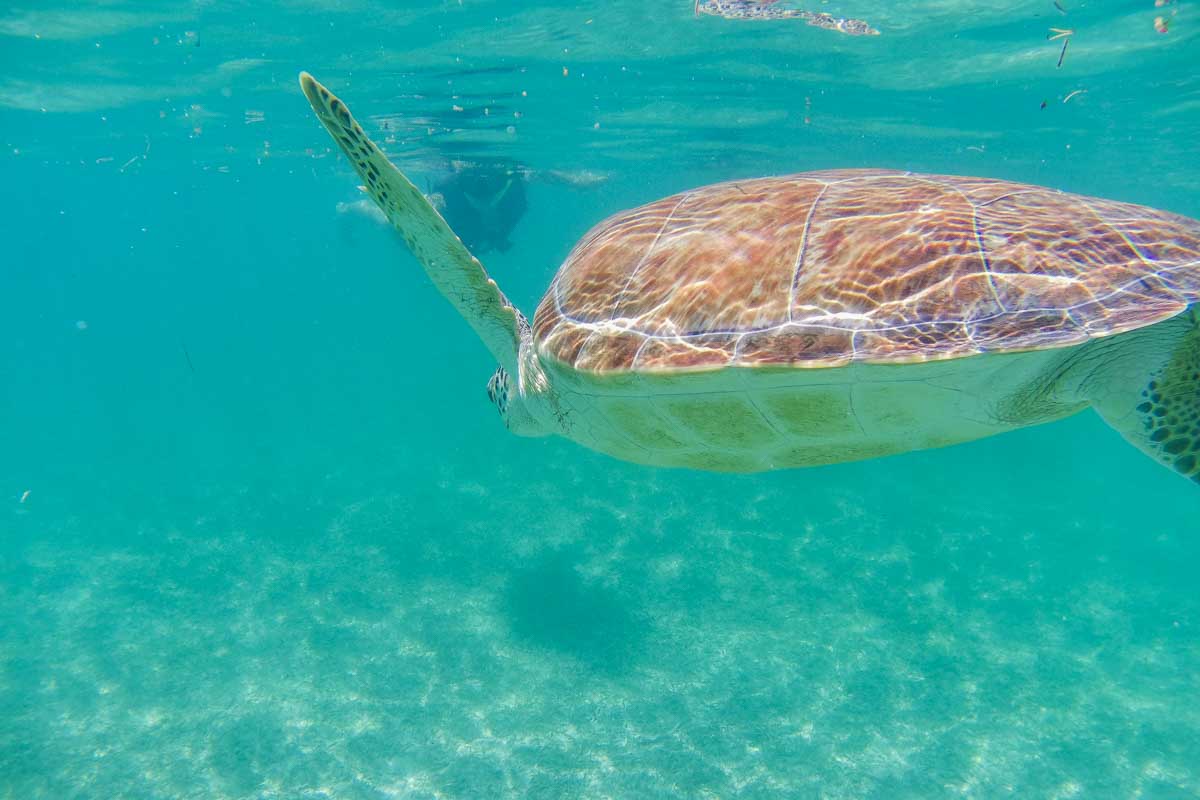 Swimming with a turtle at Akumal Beach in Mexico