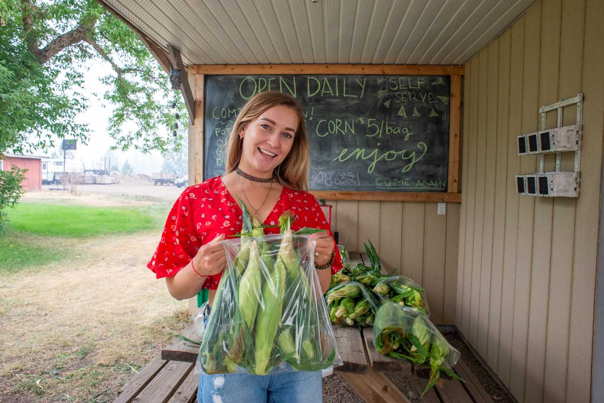 Bailey buys corn at a farm stand in Armstrong, BC