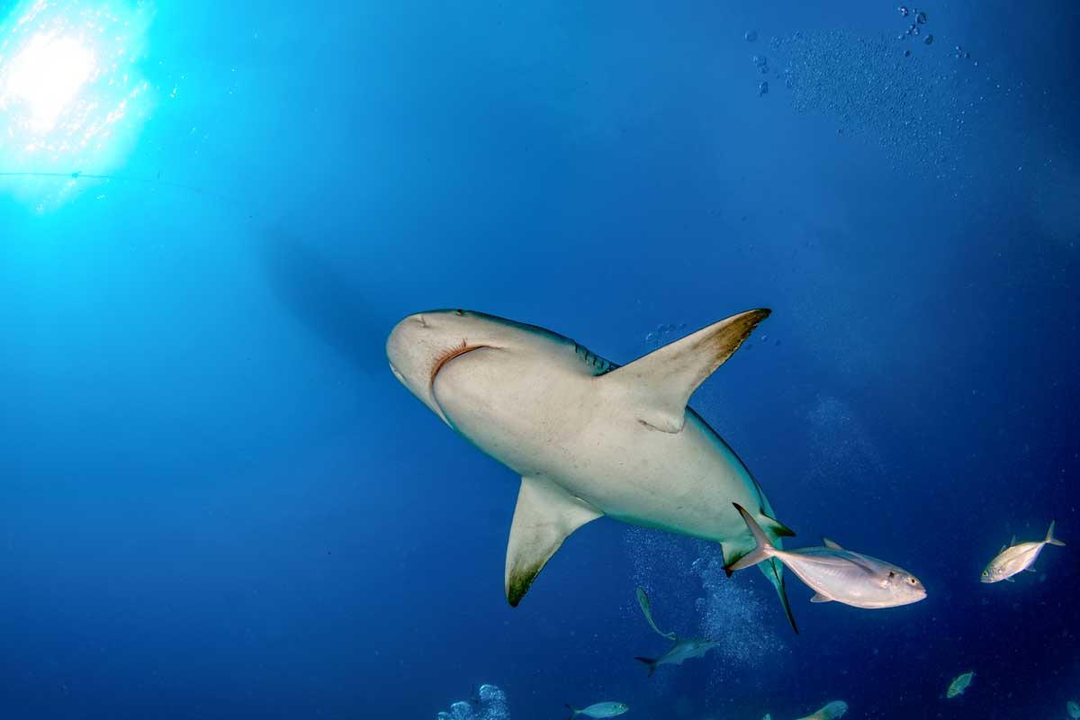 Bull shark above us while diving in Cancun, Mexico