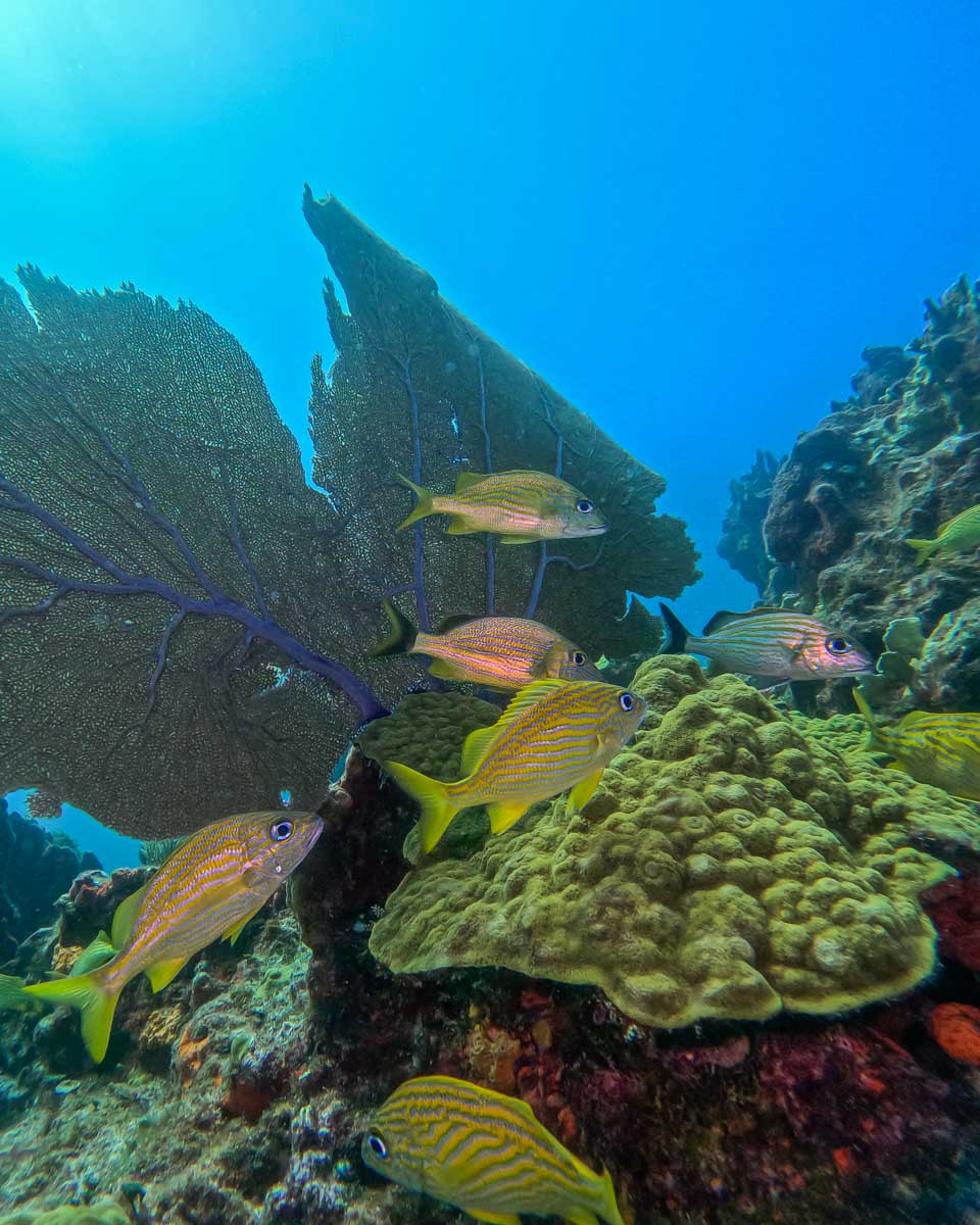 Fish swim amougst corals off the coast of Cancun Mexico